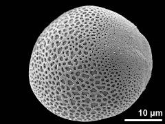 oblique equatorial view