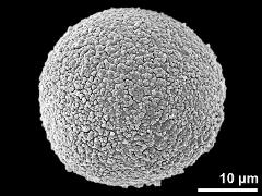 hydrated pollen grain