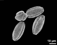 dry pollen grains