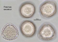 hydrated pollen