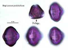 hydrated pollen