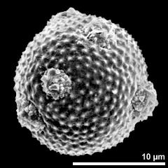 hydrated pollen grain