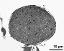 pollen grain in cross section