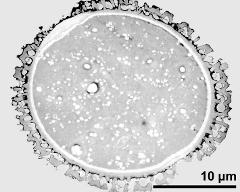 pollen grain in cross section