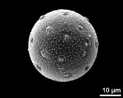 hydrated pollen grain