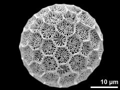 hydrated pollen grain