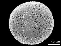 hydrated pollen grain