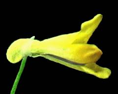 flower of Corydalis lutea