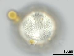 hydrated pollen,equatorial view,pollenkitt