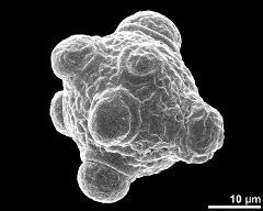 polar view (dry pollen grain)