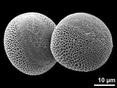 hydrated pollen grains