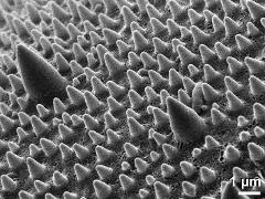 exine surface