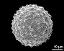 hydrated pollen grain