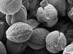 dry pollen grains