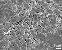 exine surface (equatorial area)