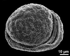 acetolysed pollen grain