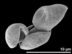 dry pollen grains