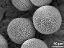 hydrated pollen