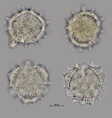hydrated pollen