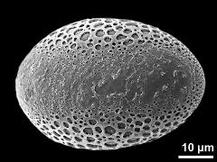 polar distal view