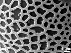hydrated pollen,exine surface