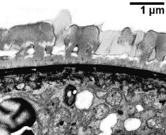 pollen wall with pollenkitt inside the exine cavities