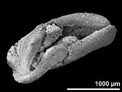 pollinium