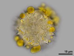 hydrated pollen