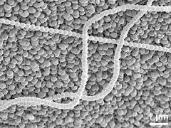 exine surface (with viscin threads)