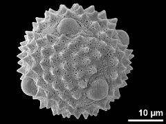 hydrated pollen,aberrant apertures