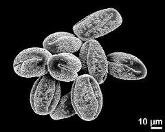 dry pollen grains