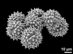 dry pollen grains