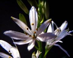 flowers of Anthericum liliago