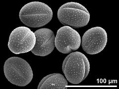 dry pollen grains