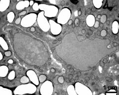 cytoplasma, vegetative nucleus, sperm cell, starch