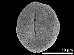 Equatorial view showing one aperture