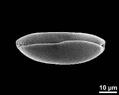 dry pollen grain in polar view (distal)