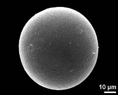 hydrated pollen grain