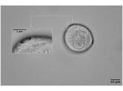 hydrated pollen,close-up of aperture