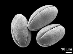 dry pollen grains