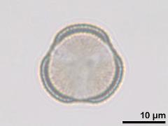 polar view,acetolyzed pollen