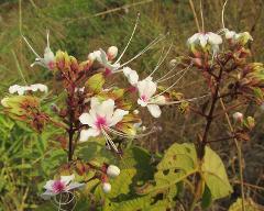 inflorescence(s)