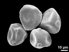 dry pollen grains