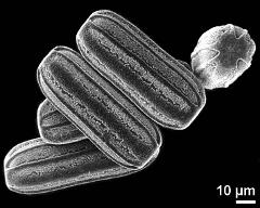 hydrated pollen grains