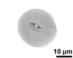 pollen grain with generative cell (asterisk) vegetative nucleus
