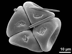 dry pollen,tetrad