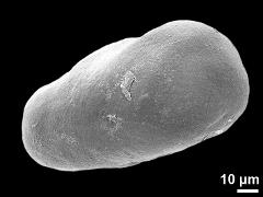 hydrated pollen grain