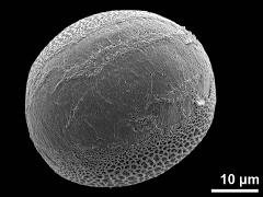 distal polar view