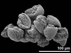 dry pollen