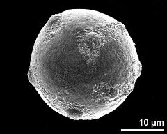 hydrated pollen grain